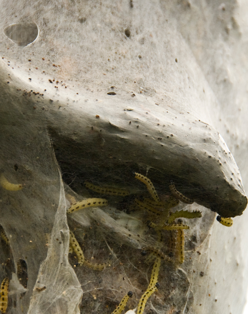 Raupen der Gespinstmotte ?, Finnland
