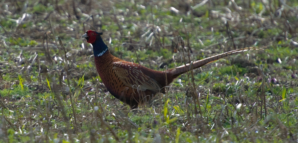 Fasan auf offenem Feld
In der Schweiz habe ich noch nie einen Fasan auf offenem Feld gesehen. Überrascht von diesem Anblick, konnte ich freihand mit kurzer Verschlusszeit dieses Bild schiessen, bevor er sich in die Lüfte erhob und verschwand
Schlüsselwörter: Fasan, Vogel, Feld, Wiese