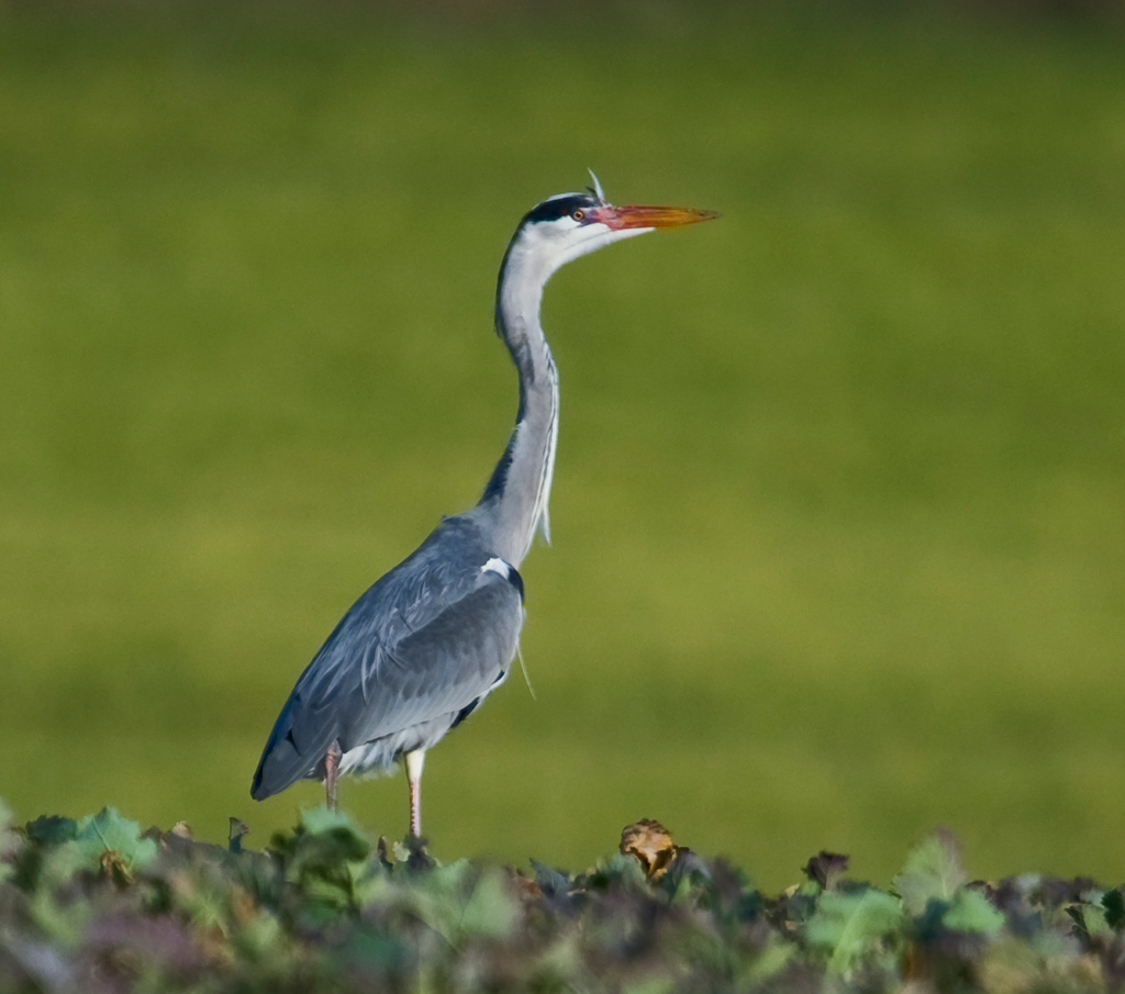 Graureiher
Schlüsselwörter: Graureiher, Ardea cinerea, Flachsee