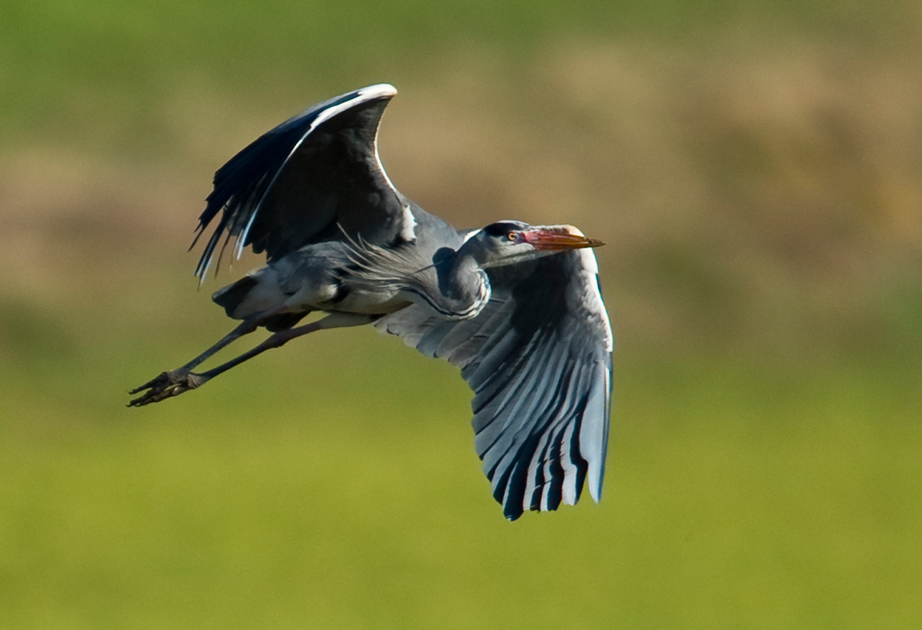 Graureiher im Abflug
Schlüsselwörter: Graureiher, Ardea cinerea, Flachsee, Vögel