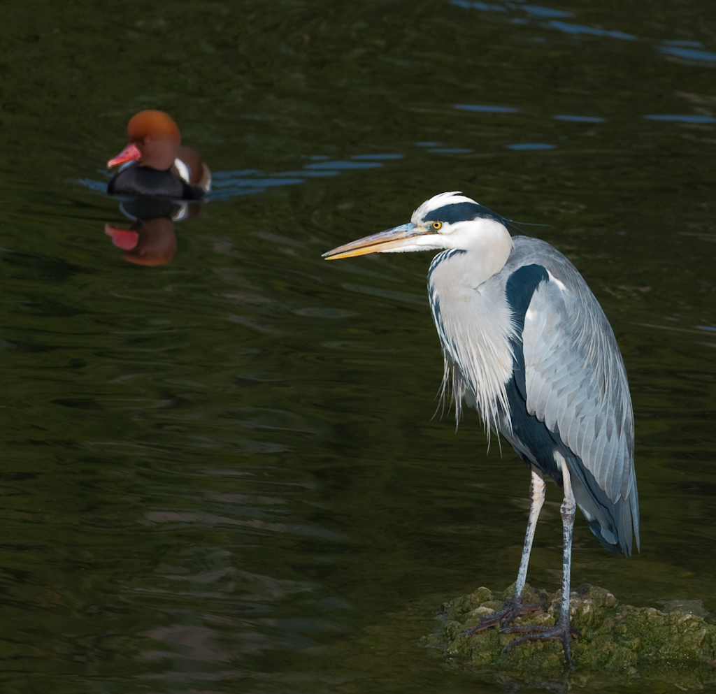 Graureiher im Tierpark Goldau
Schlüsselwörter: Graureiher, Vögel, Tierpark, goldau