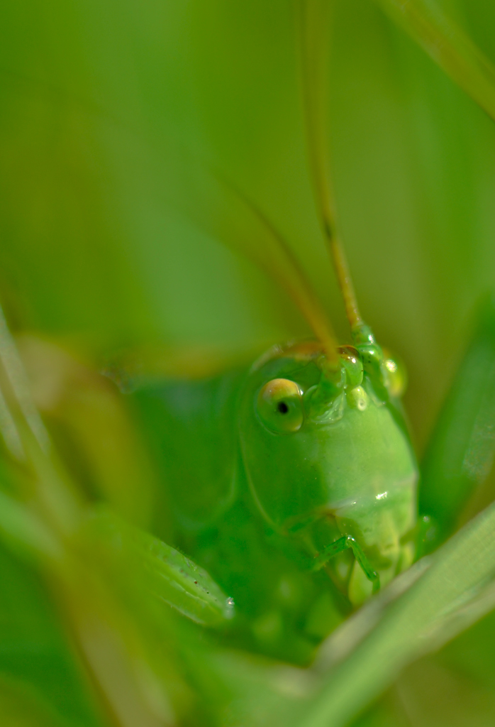 Grosses Heupferd
Schlüsselwörter: Grosses Heupferd