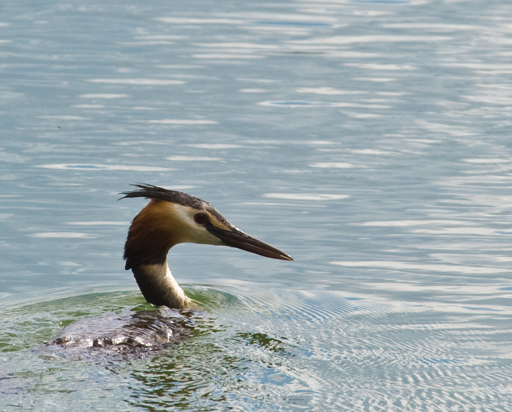Haubentaucher im Sommerkleid
Schlüsselwörter: Haubentaucher