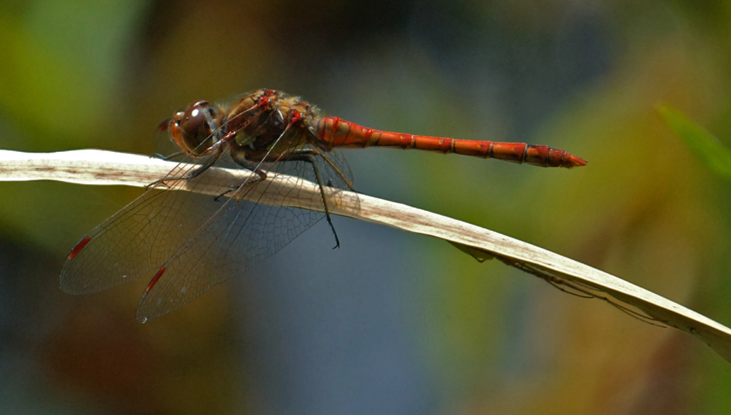 Heidelibelle
Schlüsselwörter: Heidelibelle
