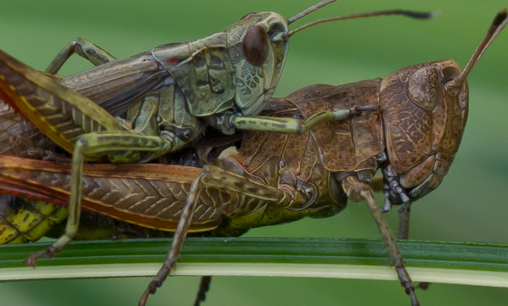 Heuschreckenpaar
