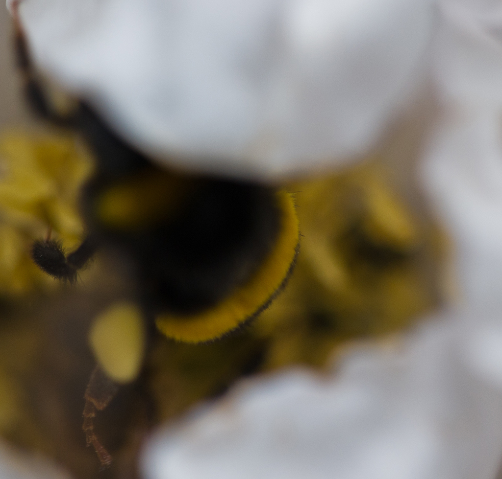 Hummel in Hundsrosenblüte
