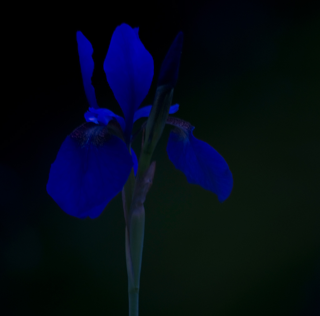 Sibirische Schwertlilie: "Königin der Nacht"
Schlüsselwörter: Schwertlilie, Iris, blau