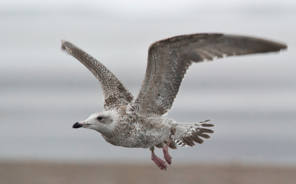 Junge Silbermoeve im Flug
Schlüsselwörter: Silbermoeve, Vogel, Klingnau, Winter