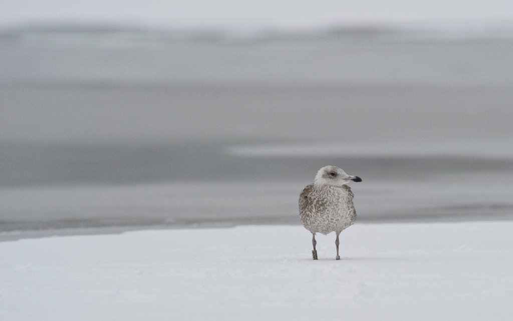 Junge Silbermoeve
Schlüsselwörter: Silbermoeve, Winter, Voegel, Klingnau