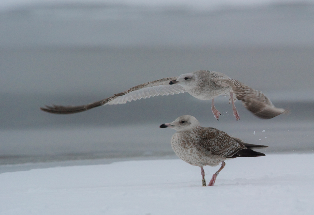 Junge Silbermoeven
Ich denke, dass es sich (anhand der Bilder auf birds-online.ch) um eine Silbermöve im 2. Winterkleid handelt.
Keine Mittelmeermöve, keine Steppenmöve.
Schlüsselwörter: Silbermoeve, Voegel, Winter, Klingnau