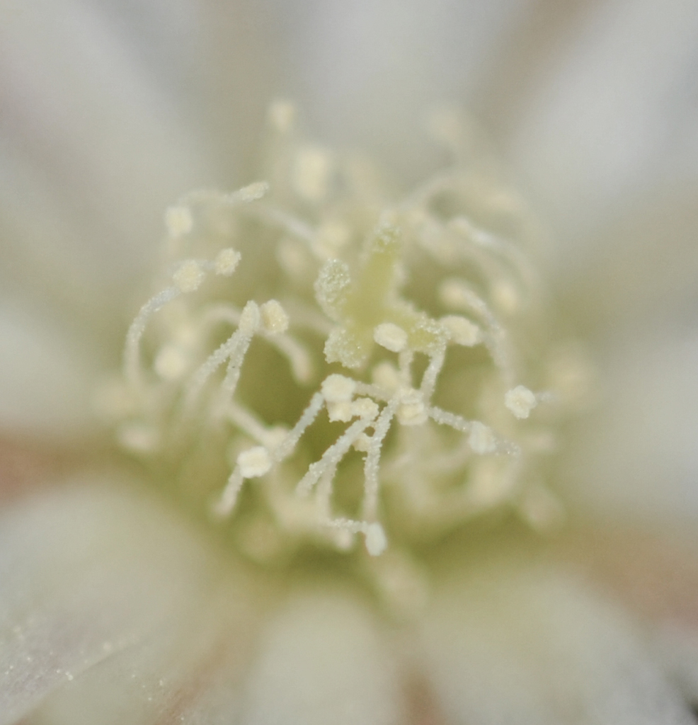 Kaktusbluete
Schlüsselwörter: Kaktus, Bluete