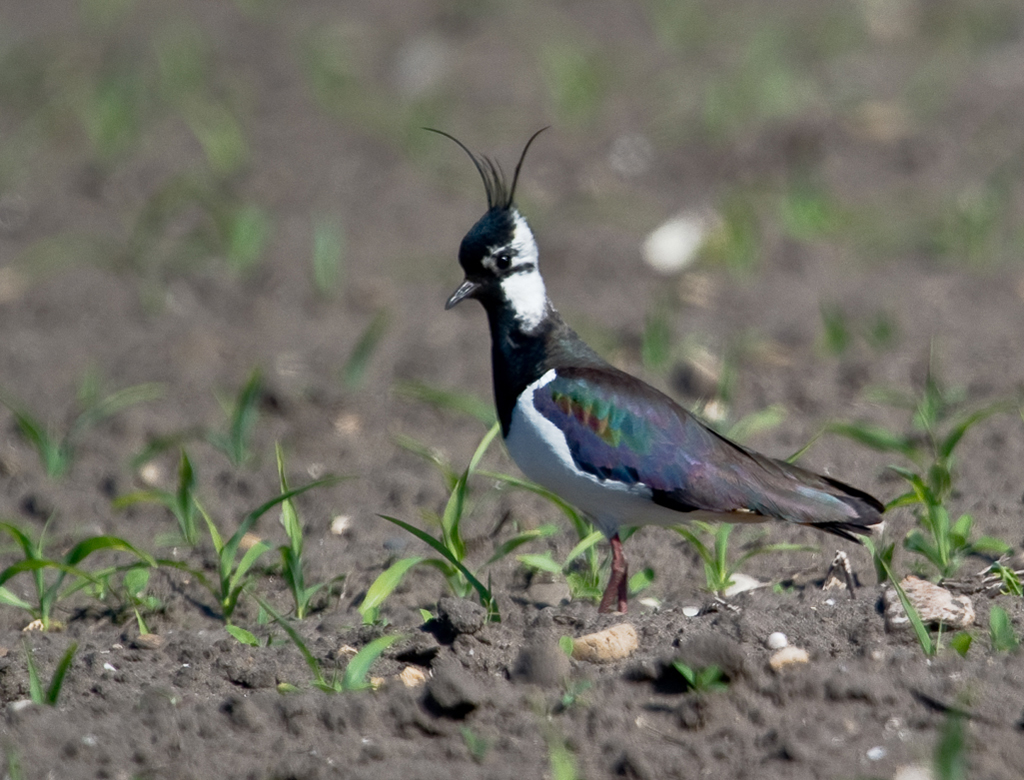 Kiebitz
Schlüsselwörter: Kiebitz