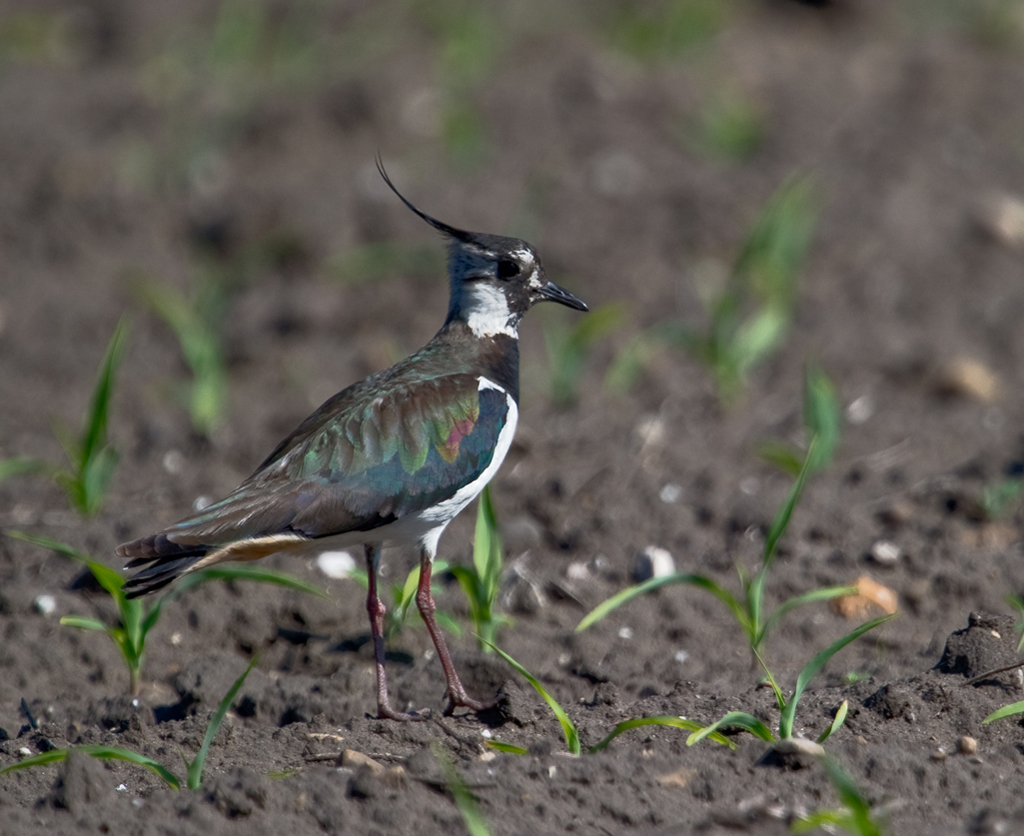 Kiebitz
Neben unserem Logis in der Molenheide in Belgien (internat. Junioren-Tischtennisturnier) fiel mir ein Acker auf, auf dem Kiebitze brüteten. So lag es im nächsten Jahr denn nahe, nebst der Sportausrüstung, auch mal die längeren Gläser mitzunehmen. 
Schlüsselwörter: Kiebitz, Molenheide, Belgien