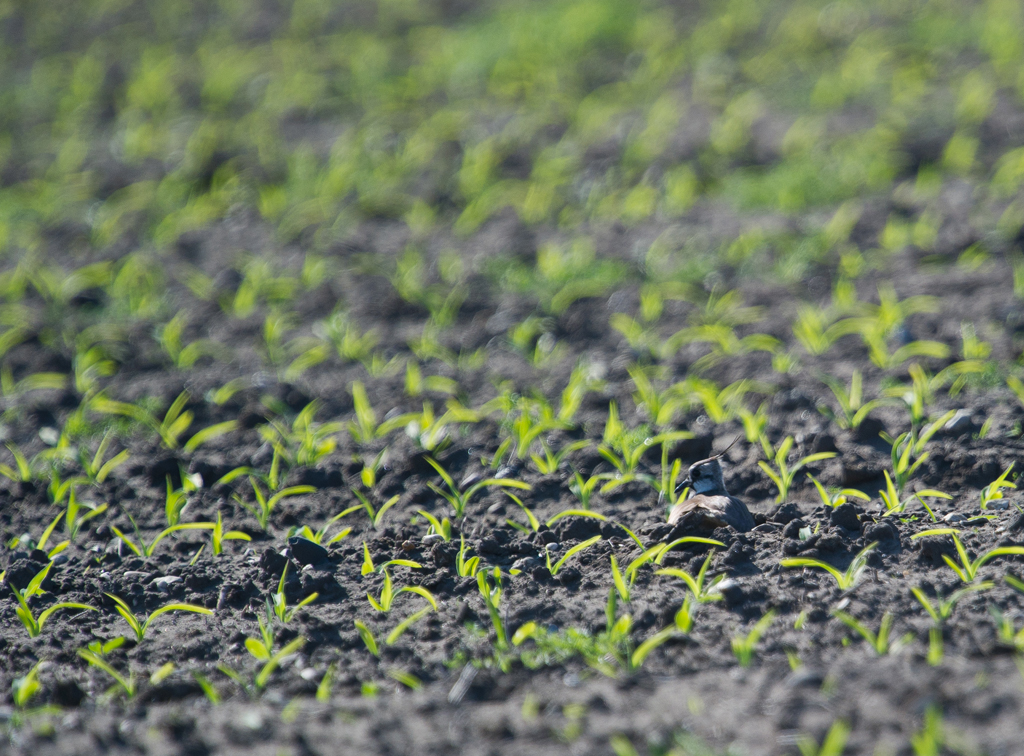 Brütender Kiebitz
vgl. Kommentar zu Bild 1 dieser Serie.
Im Wauwiler Moos bei Sursee konnten dank Absprache mit den lokalen Landwirten regelmässig erfolgreiche Aufzuchten von jungen Kiebitzen erreicht werden.
Schlüsselwörter: Kiebitz, Nest, Acker,
