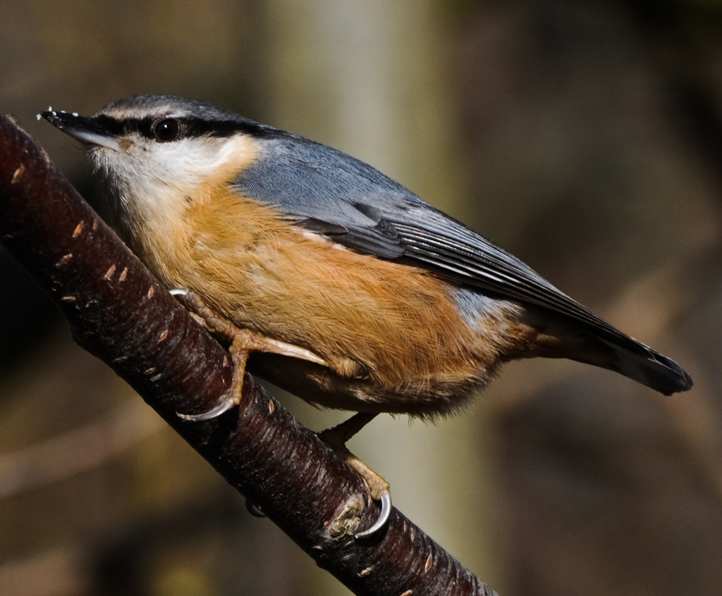 Kleiber
Schlüsselwörter: Kleiber, Klingnau
