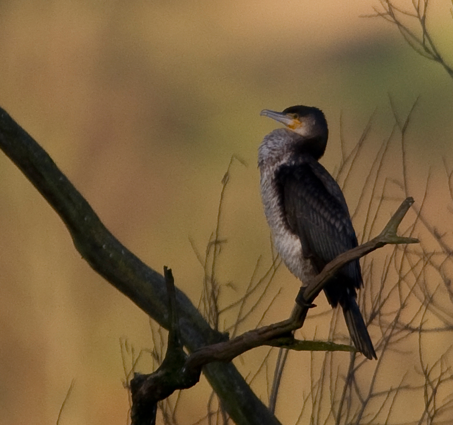 Kormoran auf Schlafbaum
Kormoran auf Schlafbaum bei Sonnenuntergang
Schlüsselwörter: Kormoran, Vögel, Flachsee