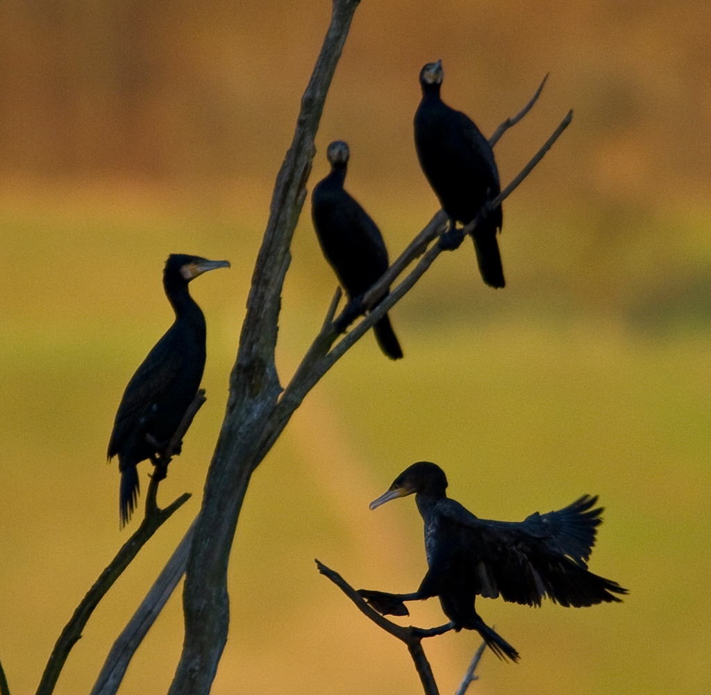 Kormorane auf Schlafbaum
Kormorane sammeln sich in der untergehenden Sonne auf ihrem Schlafbaum
Schlüsselwörter: Kormoran, Vögel, Flachsee