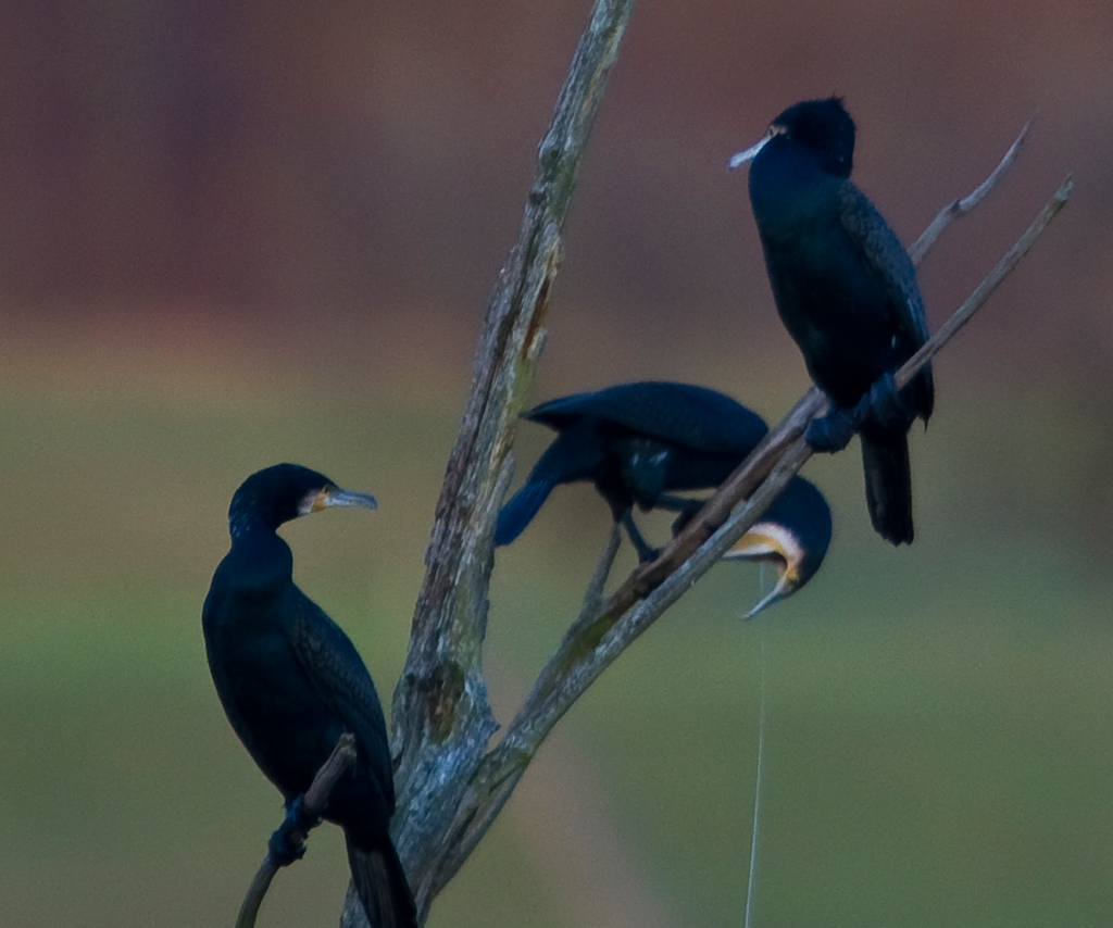 Gott, ist mir übel .....
Hoffentlich nichts ansteckendes ....... !
Schlüsselwörter: Kormoran, Vogel, Flachsee