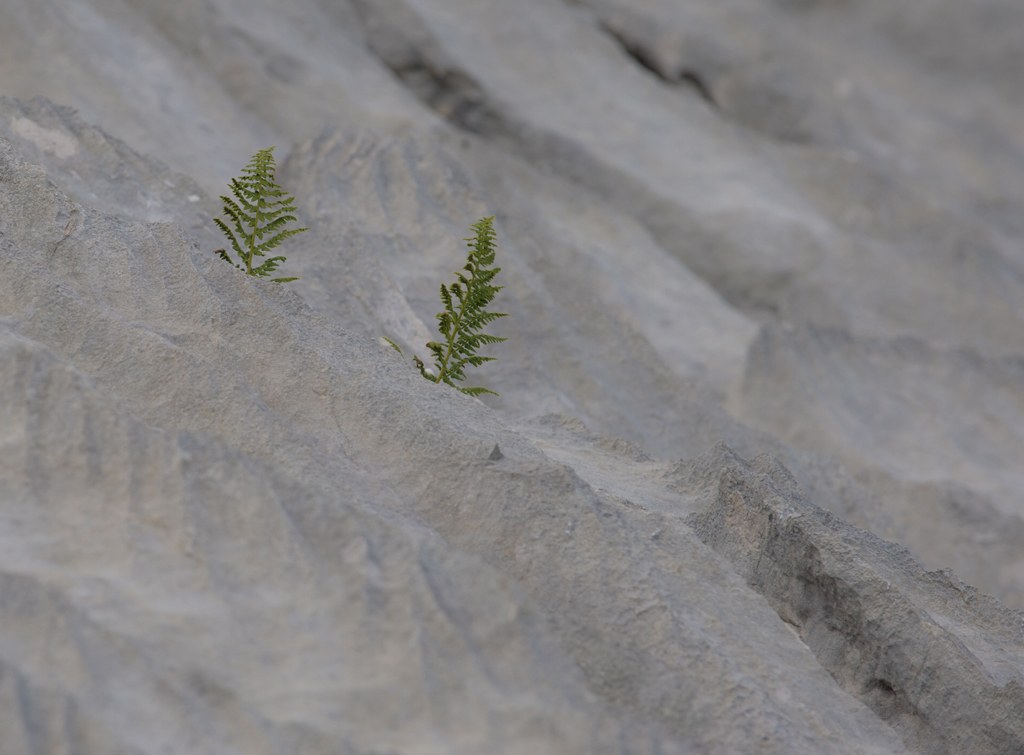 Leben in der Schrattenfluh
