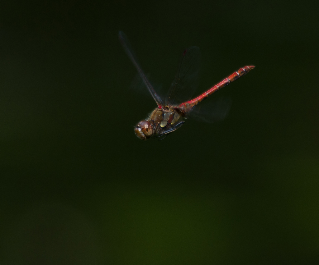 Heidelibelle im Flug
Eigentlich wollte ich Ringelnattern fotografieren, die liessen sich aber trotz des noch warmen Wetters und Sonnenschein nicht blicken.
So wich ich auf die zahlreichen Libellen aus. Nicht einfach bei dem kleinen Bildwinkel die fliegende Libelle in die Schärfeebene zu kriegen. Die gemeine Heidelibelle (oder handelt es sich doch um die grosse Heidelibelle?) ist etwa 35-40mm lang, die Flugzeit beginnt Mitte Juli und endet erst im Oktober/November. Ihren Verbreitungsschwerpunkt hat sie an naturnahen Weihern.
Schlüsselwörter: Libelle, Heidelibelle, Flug, rot, grün