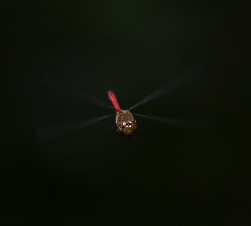 Heidelibelle im Flug
Schlüsselwörter: Libelle, Heidelibelle, Flug, rot, grün