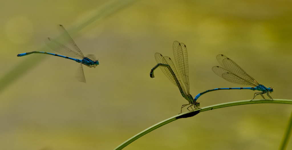 Azurjungfern bei Paarung
Schlüsselwörter: Libellen, Azurjungfer, Paarung