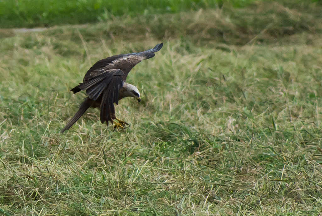 Rotmilan beim (vergeblichen) Beutegriff
