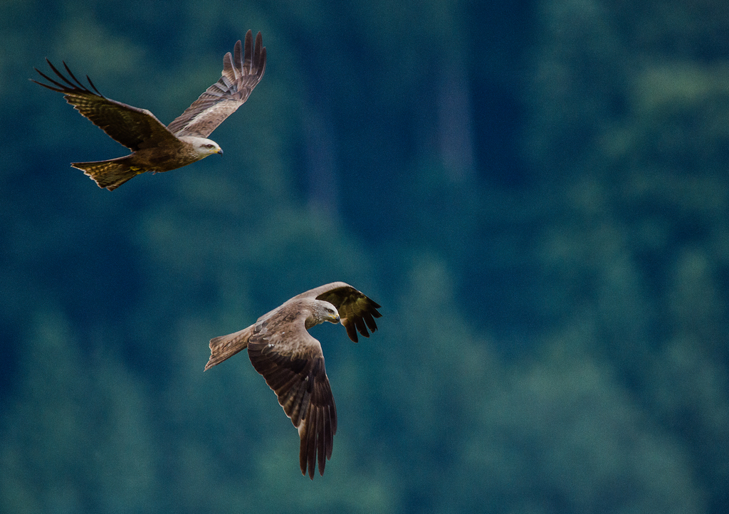Rotmilane
Auf dem Weg ins Naturlehrgebiet Buchwald blieb ich mitten im Wauwiler Moos an einem Feld stehen, das gerade von einem Bauern gemäht wurde. Entsprechend hielten sich hier etliche Raubvögel auf, welche nach Beute Ausschau hielten. Bei Blende 11 kein AF mehr, manuelles Fokussieren nicht ganz trivial.

