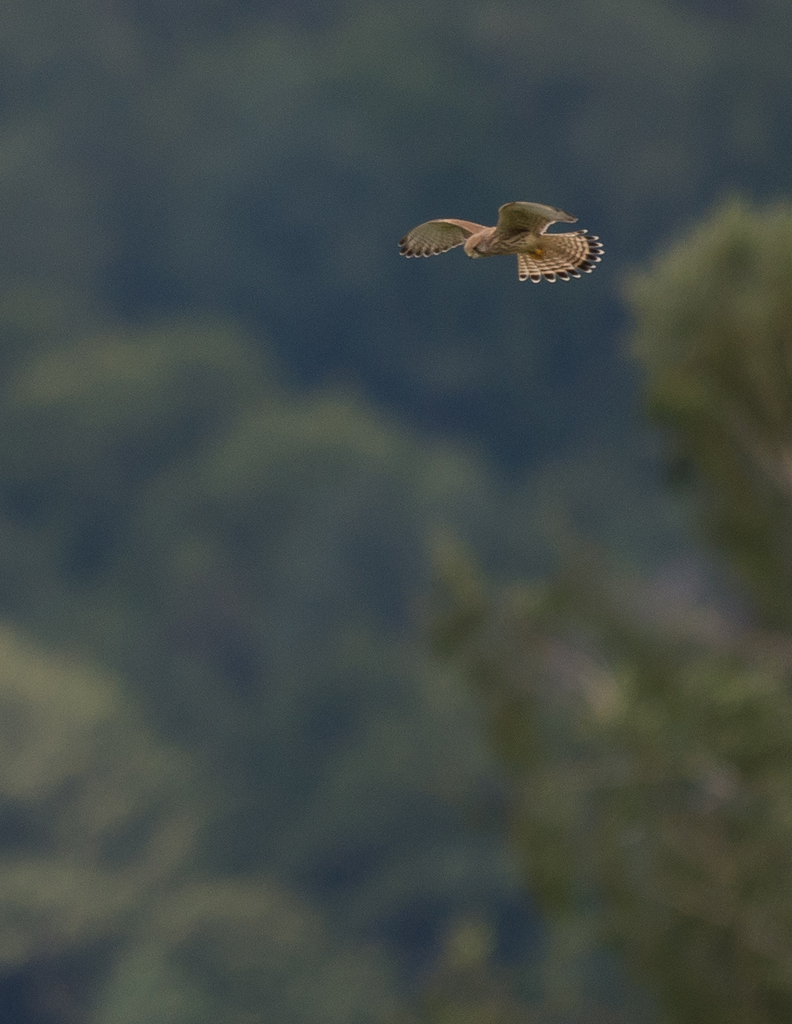 Turmfalke im Rüttelflug
