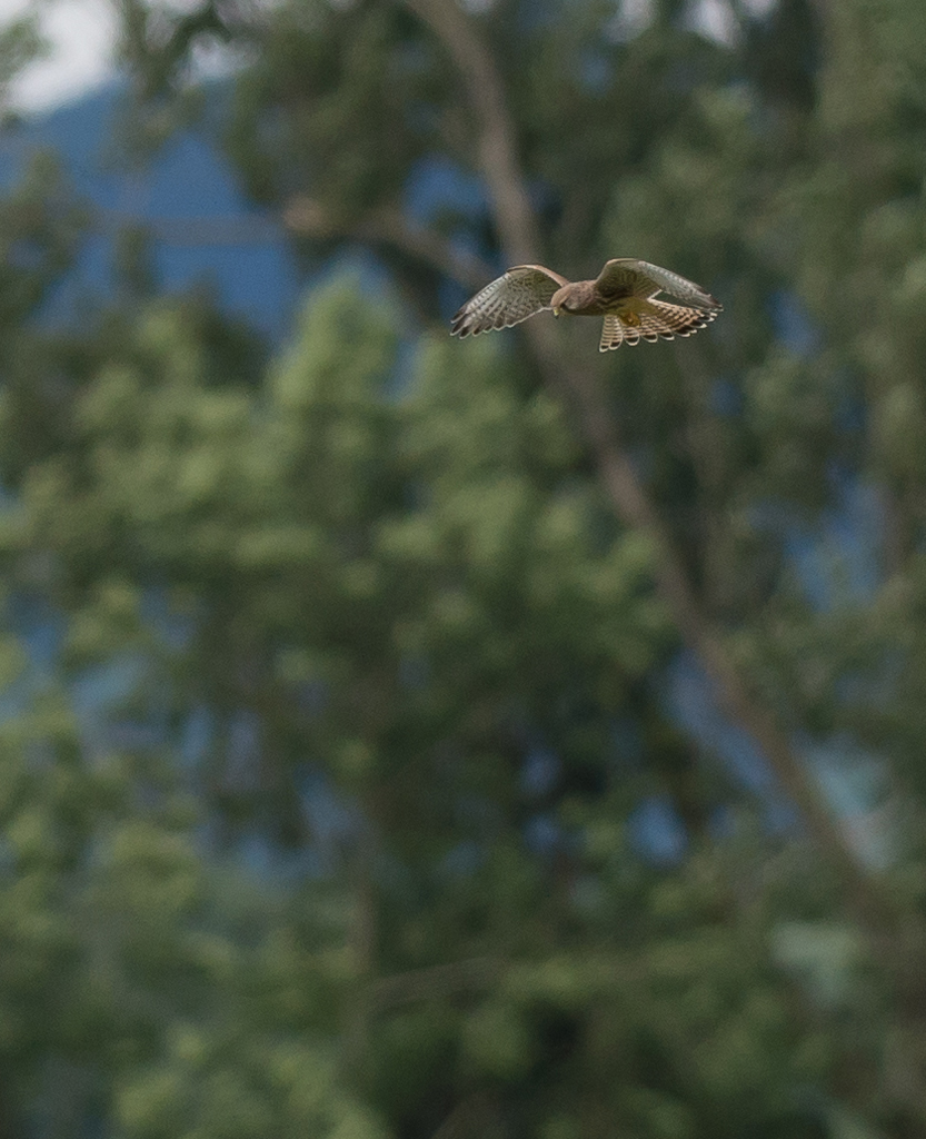 Turmfalke im Rüttelflug
