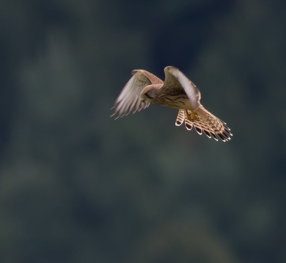 Turmfalke im Rüttelflug

