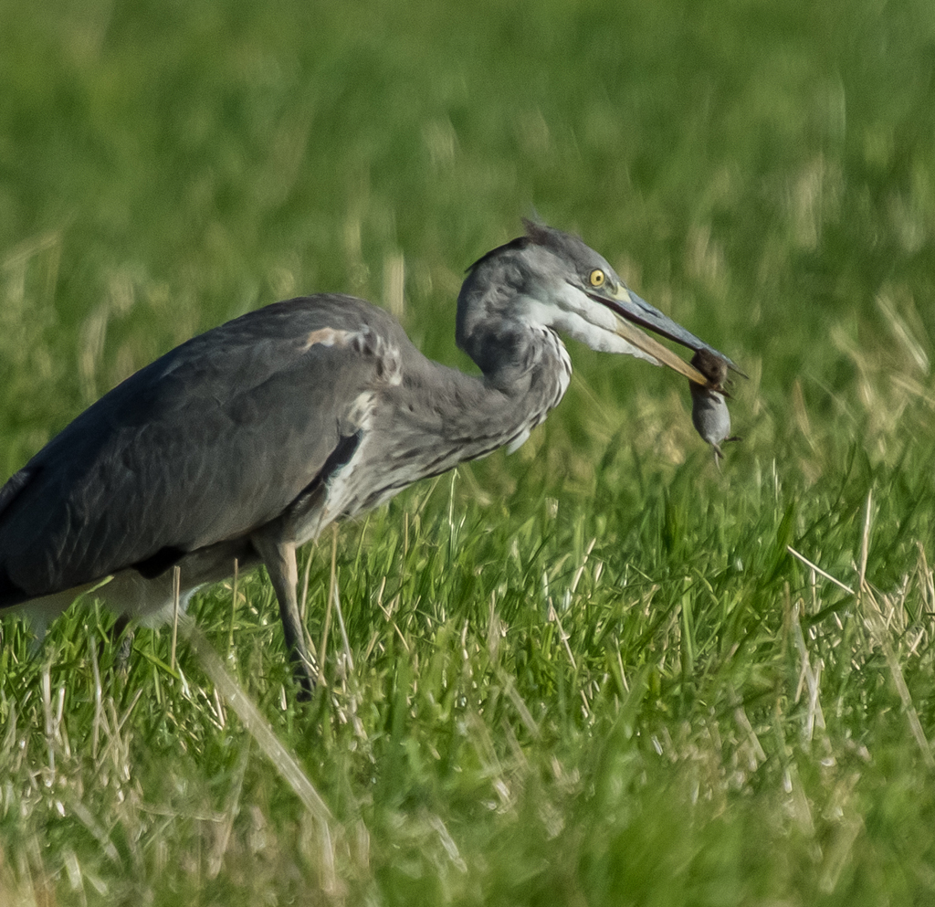 Graureiher hat gerade eine Maus erbeutet
