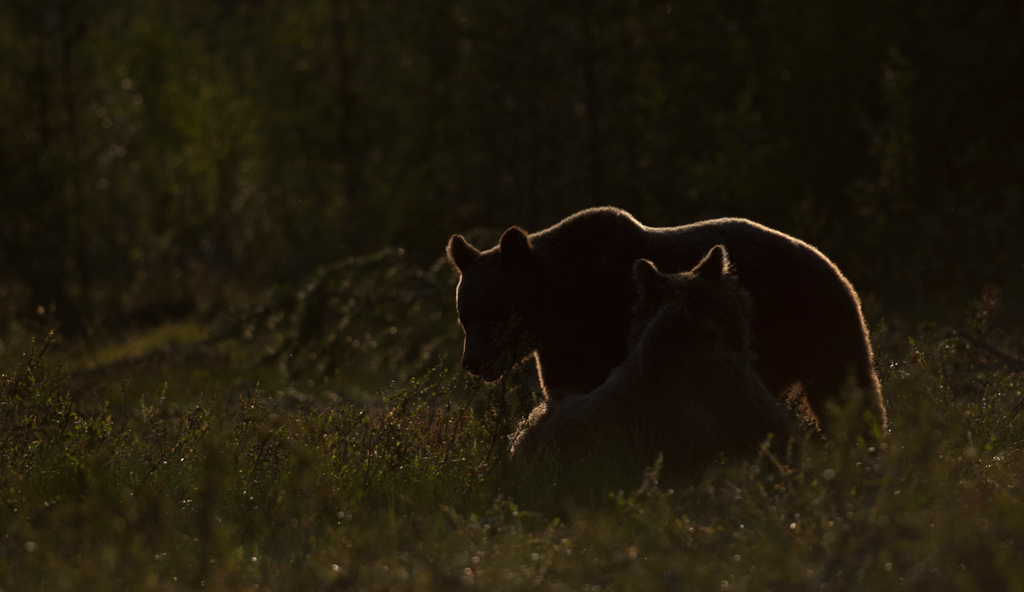 Europäischer Braunbär im Gegenlicht
