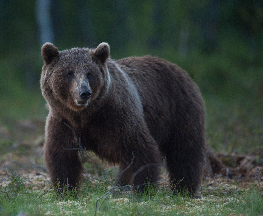 Ursus arctos, europäischer Braunbär
Schlüsselwörter: Bär, Ursus arctos, Finnland