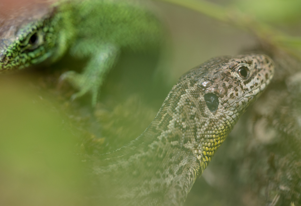 Aus dem Eidechsenleben
Vor ein paar Tagen war ich in der glücklichen Lage, einer Eidechsenbalz zusehen zu können. Nachdem das Männchen das Zauneidechsen-Weibchen unablässig verfolgte, sie sich aber noch etwas zierte, wenigstens zu Beginn, packte das Männchen dann aber beherzt doch zart zu, um den (vorgetäuschten?) Fluchtversuchen ein Ende zu bereiten, bis dann der eigentliche Begattungsvorgang beginnen konnte. 
