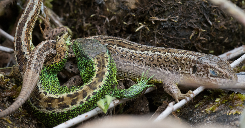 Aus dem Eidechsenleben
