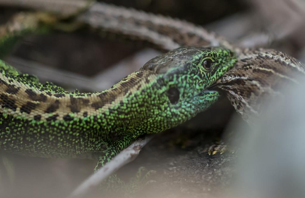 Aus dem Eidechsenleben
