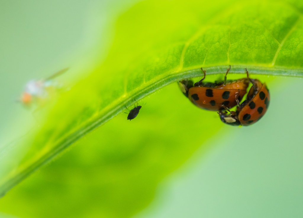 Vor der Höhle des Löwen
Die Species-Bestimmung war schwierig. hat da jemand mehr Erfahrung?
