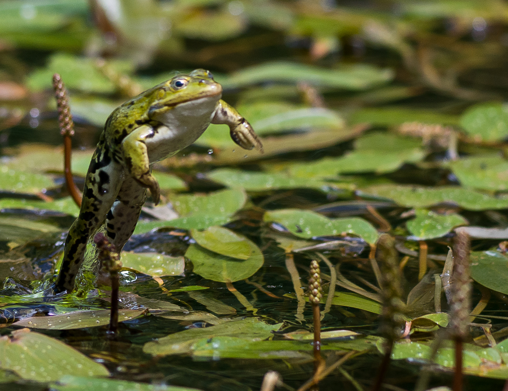 Wasserfrosch im Sprung
Glücklicherweise sprang der Frosch mehrfach aufeinanderfolgend, so dass ich seinen Sprungrhythmus beim 3. Sprung im Finger hatte und im richtigen Zeitpunkt auf den Auslöser drücken konnte.
