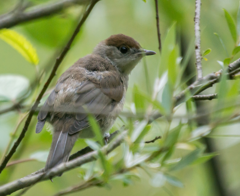 junge Mönchsgrasmücke (?)
ich nehme an, dass es sich um eine junge Mönchsgrasmücke handelt, da der putzige Kerl zusammen mit erwachsenen Mönchsgrasmücken unterwegs war.
