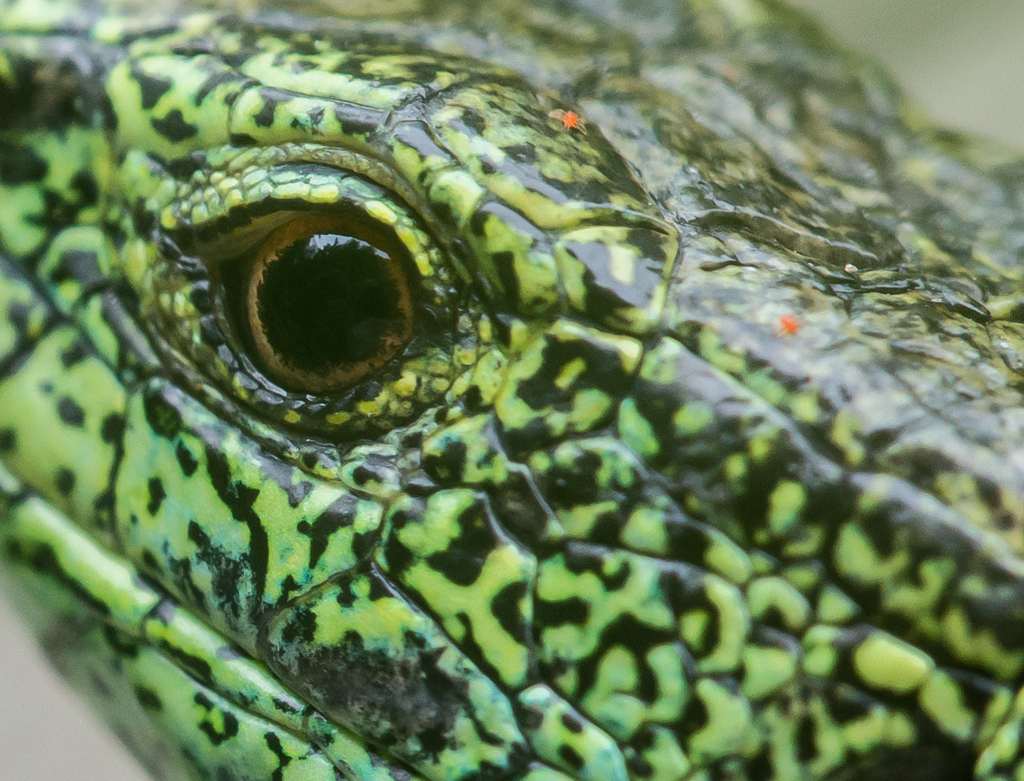 Auge einer Zauneidechse
Man beachte die beiden roten Milben auf der Zauneidechse. Nicht selten entdeckt man auch I. ricinus (Larven oder Nymphen) auf den Eidechsen, diese war allerdings Zecken-frei
