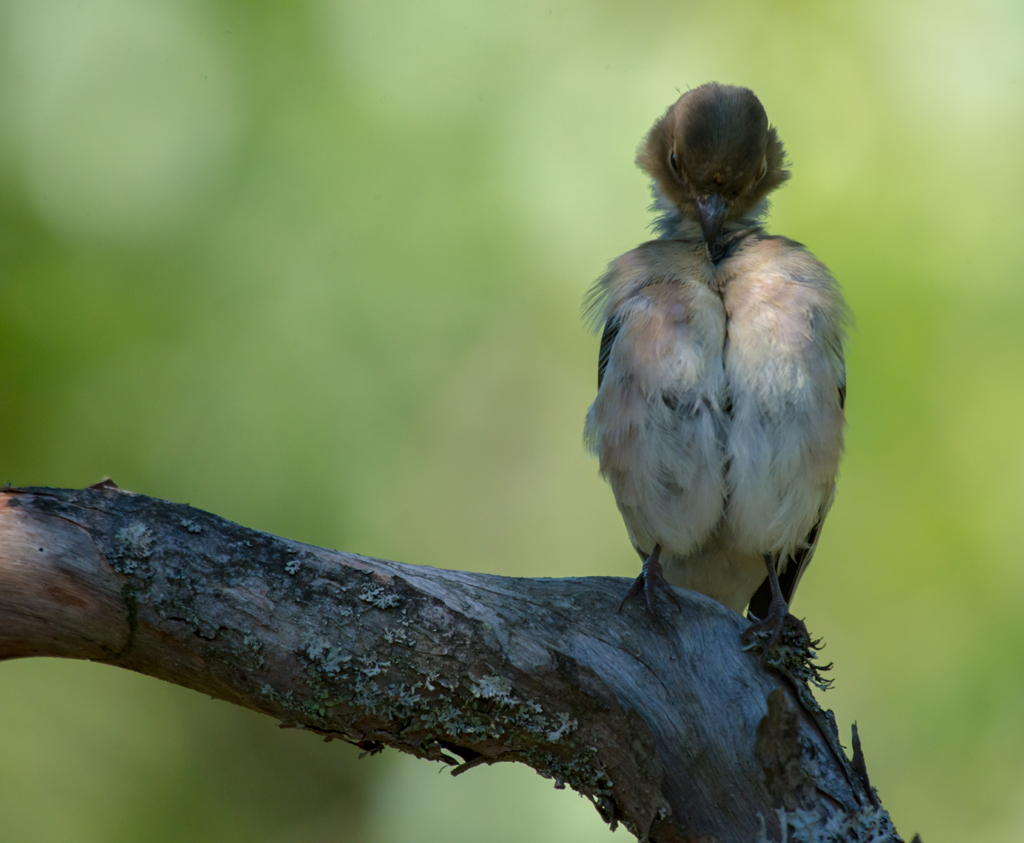 Bei der Morgentoilette
