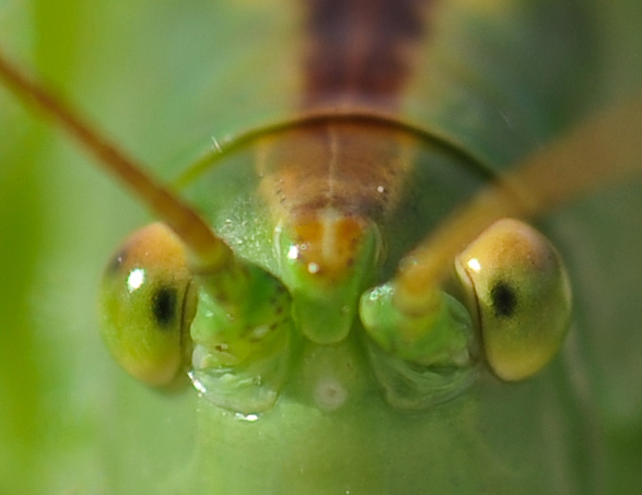 Schau mir in die Augen, Kleiner
