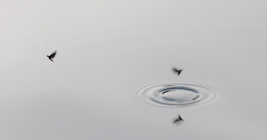 Tanz der Insekten (Spezies ist noch zu bestimmen)
