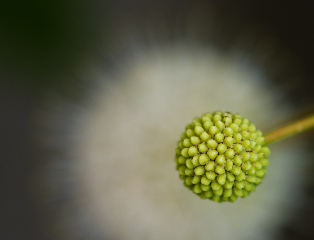 Cephalanthus occidentalis
Knospe und Blüte von Cephalanthus occidentalis (Knopfbusch / Honigball)
