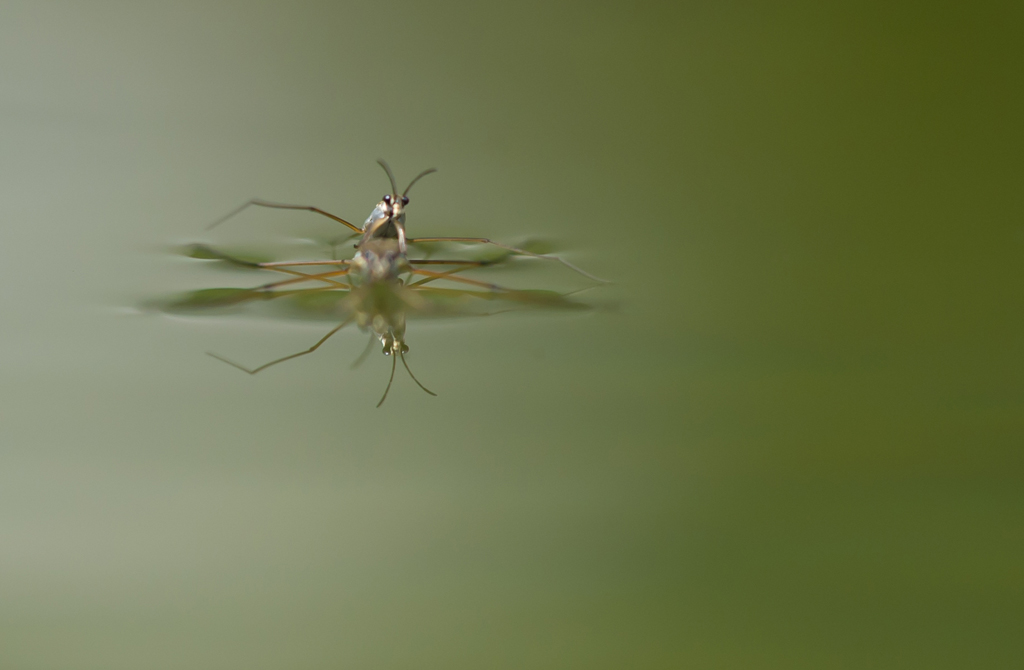 Wasserläufer während Paarung
