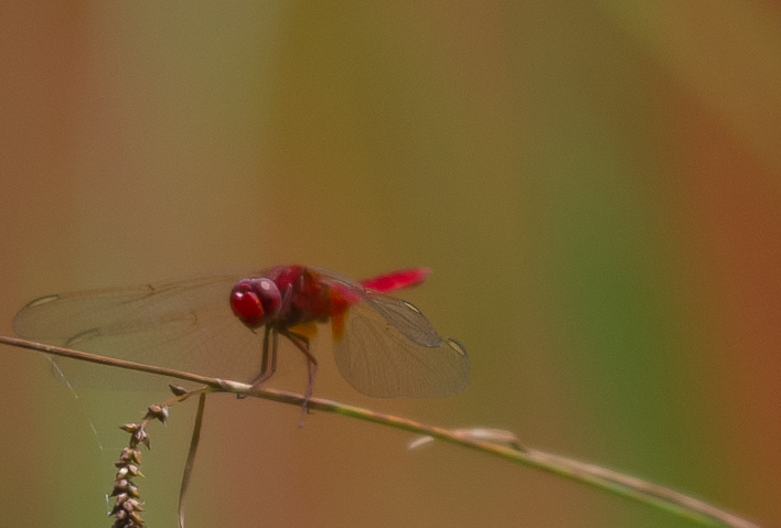 Heidelibelle
Schlüsselwörter: Heidelibelle, rot, Libelle