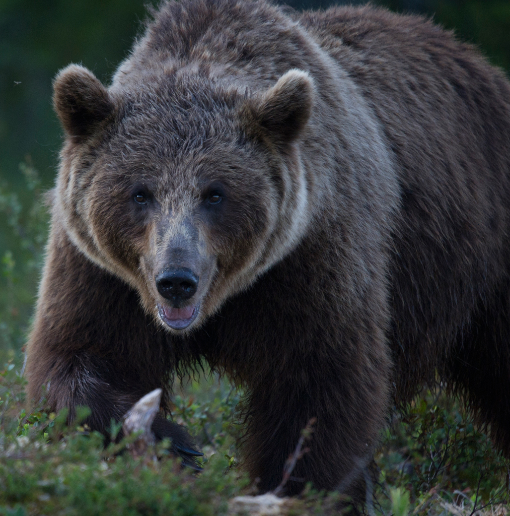 Europäischer Braunbär
