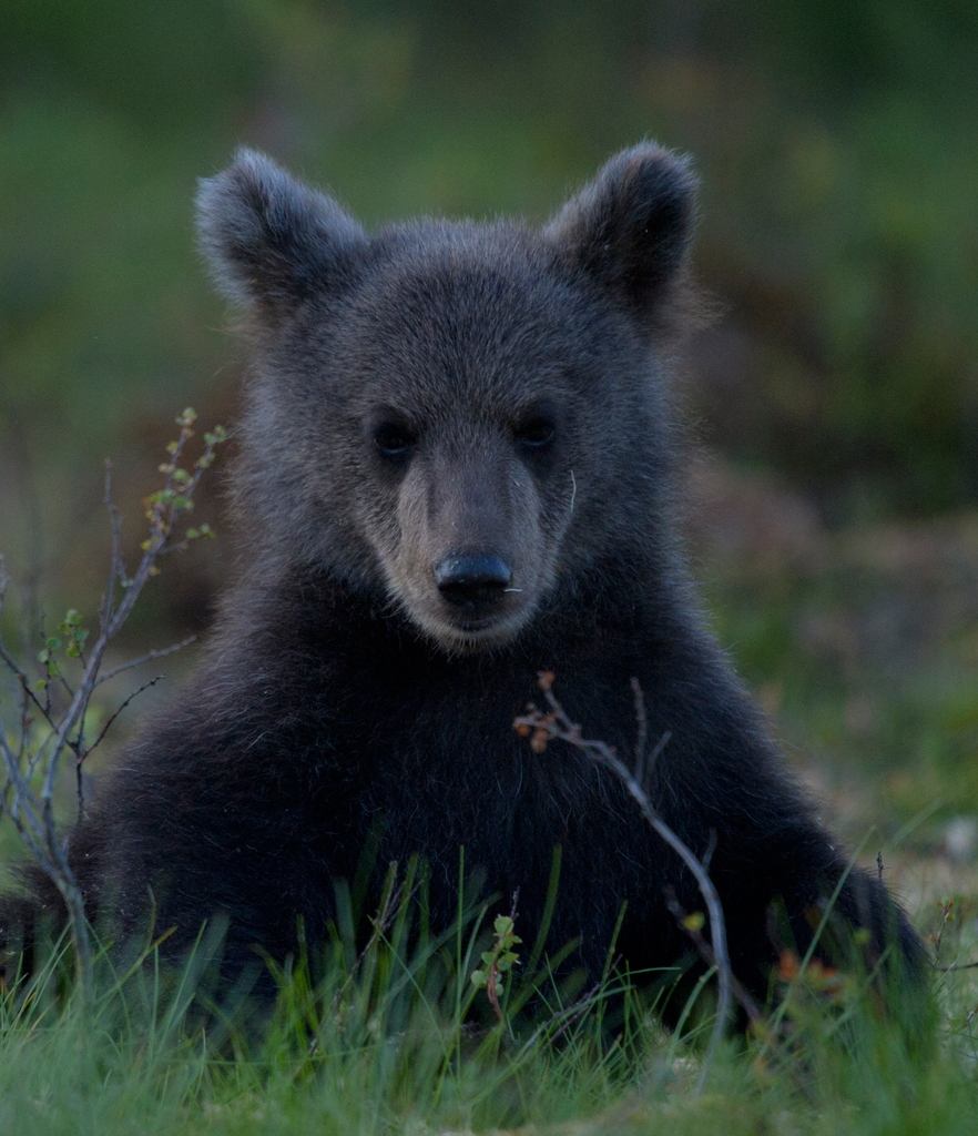 Junger europäischer Braunbär
