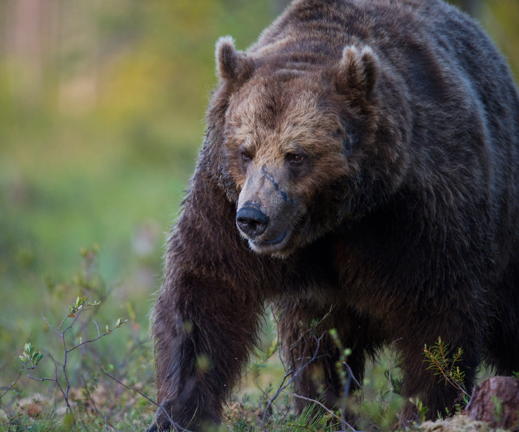 Alter Kämpe, europäischer Braunbär
